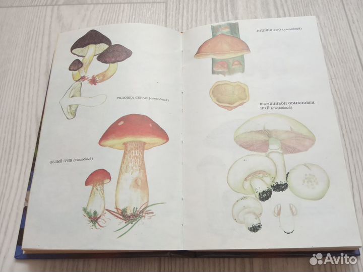 Книга грибы и специи энциклопедия