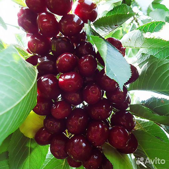 Саженцы вишни оптом