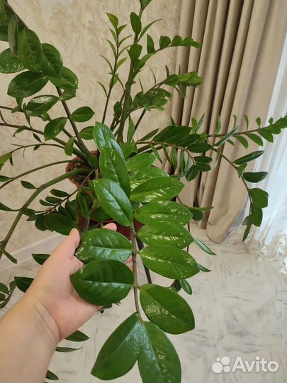 Замиокулькас