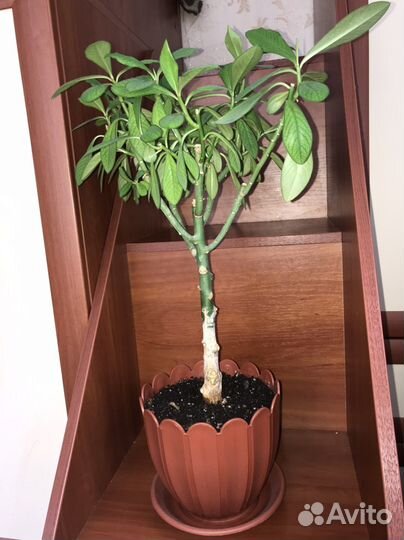 Синадениум