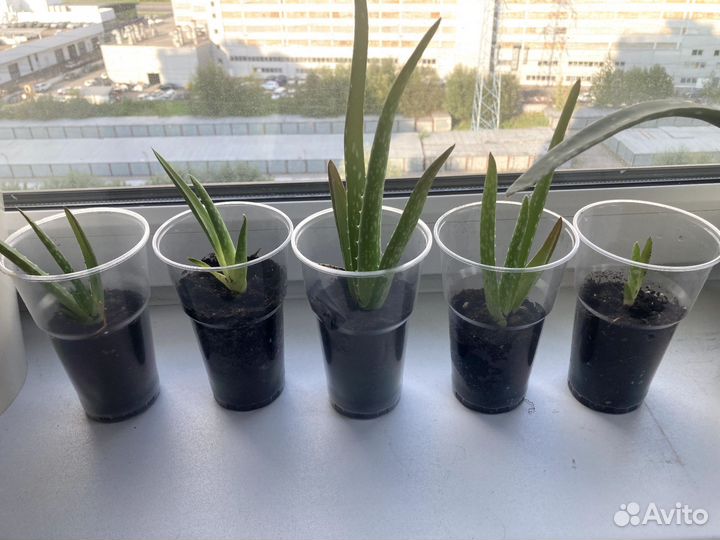 Алоэ вера растение