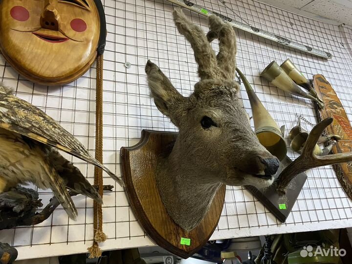 Чучело косули натуральное
