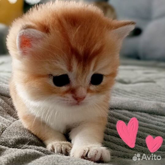 Британцы в роскошном золотом окрасе