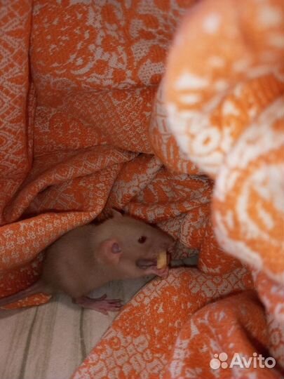 Декоративные Крысята Рекс и Дамбо