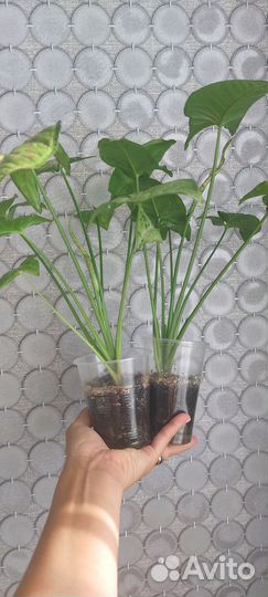 Сингониум конфетти