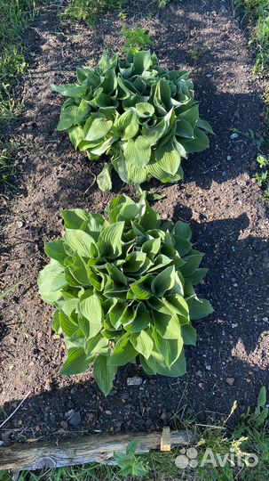 Продам деленки хоста