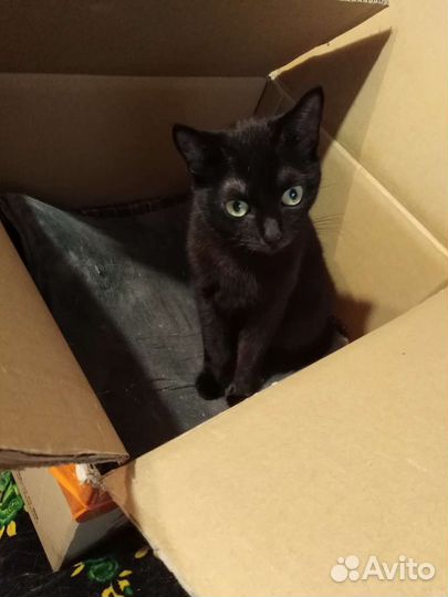 Кошечка Багира в добрые руки