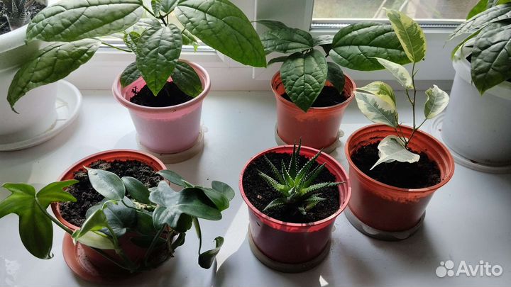 Комнатные растения