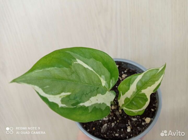 Эпипремнумы, сциндаптусы и филодендроны