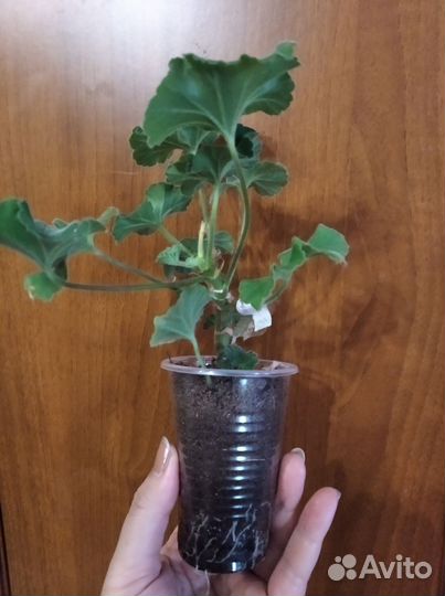 Юв Купидон укорененный черенок