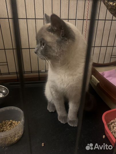 Британец ищет дом