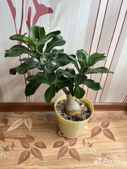 Адениумы толстячки