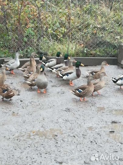 Дикая утка кряква