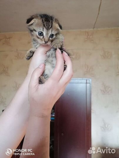 Котята в добрые руки бесплатно