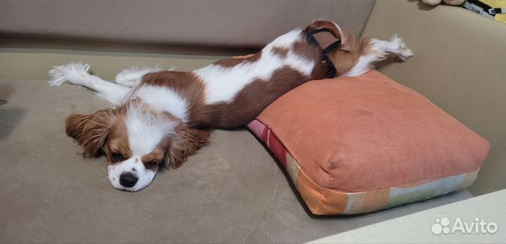 Передержка кавалер Кинг Чарльз спаниель