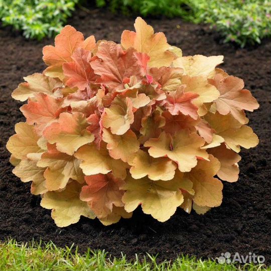 Набор гейхер 10 сортов