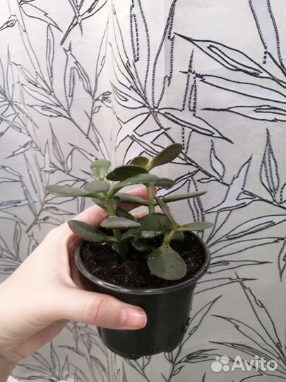 Крассула овата