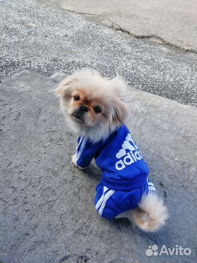 Вязка пекинес