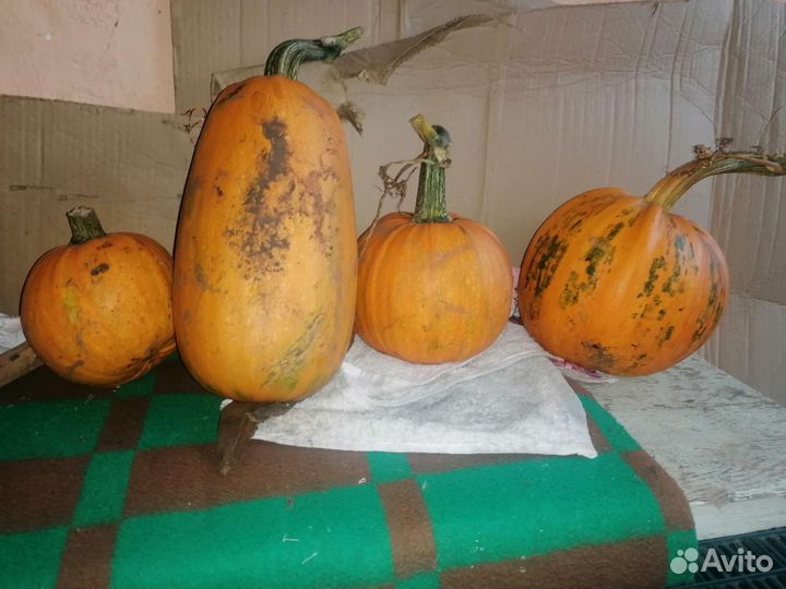 Тыква домашняя