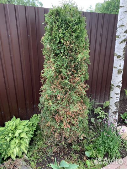 Туя западная Колумна