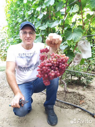 Саженцы винограда