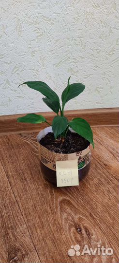 Спатифиллюм