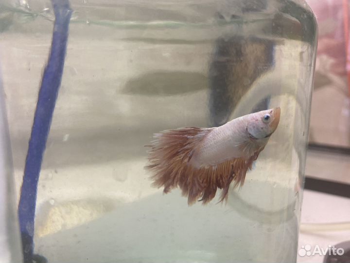 Продам аквариумных рыбок