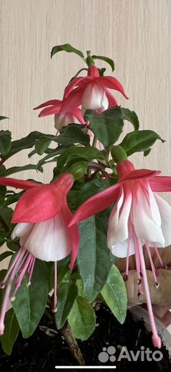 Фуксия черенки