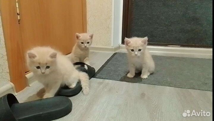 Котятки в добрые руки от домашней кошечки