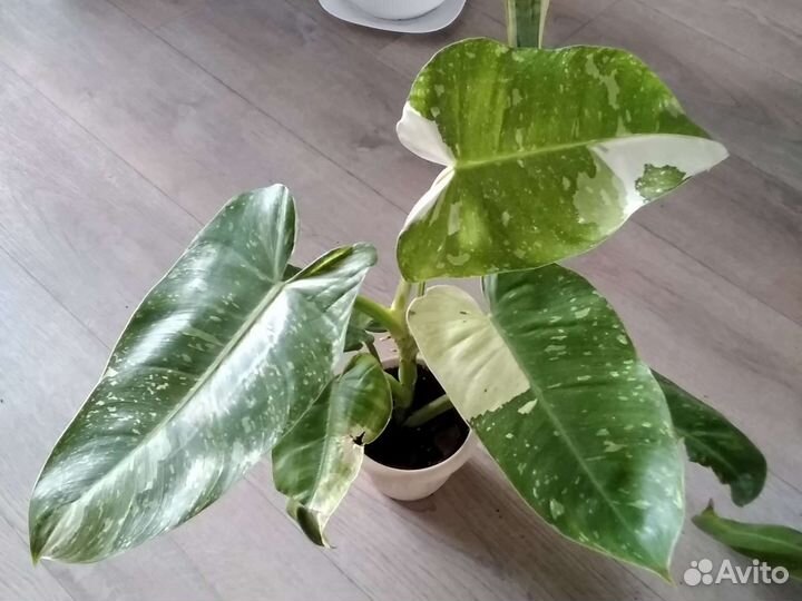 Филодендрон вайт марбл, медуза