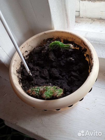 Кактус древовидный