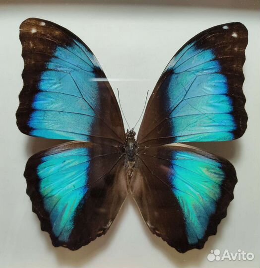 Бабочка в рамке