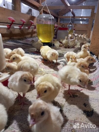 Индюшата хайбрид конвертер