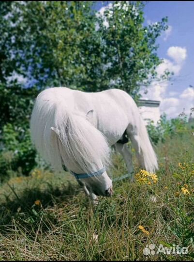 Племенной шетлендский Пони на случку