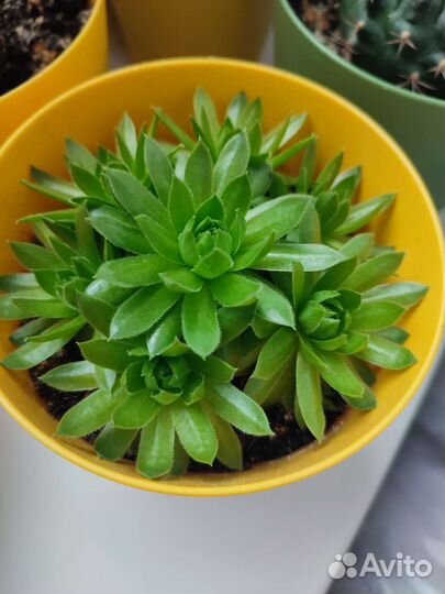 Молодило каменная роза