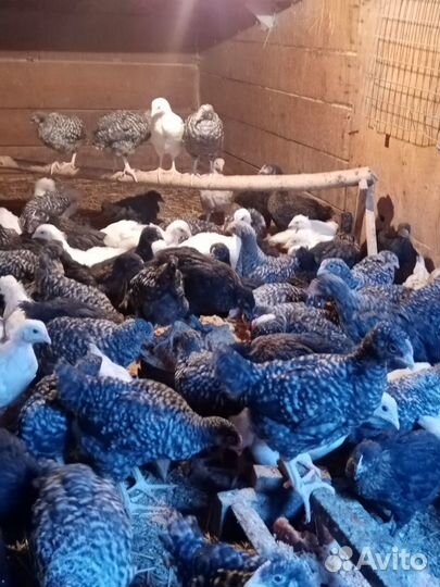 Молодняк несушек разных пород 2 мес
