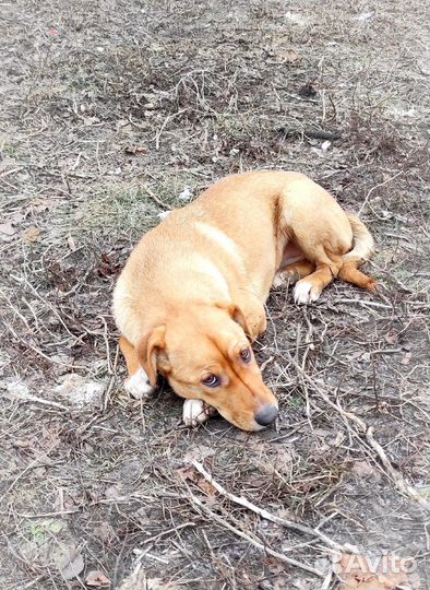 Молодая собачка в добрые руки