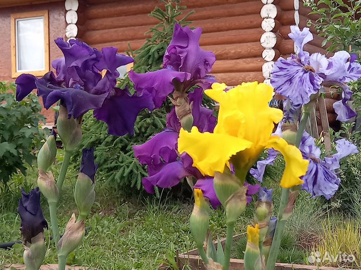 Ирисы бородатые сортовые