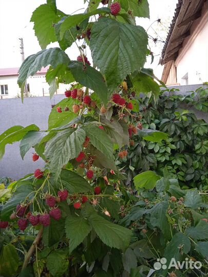 Малина ремонтантная красная и жёлтая медовая