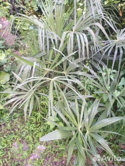 Пальма веерная