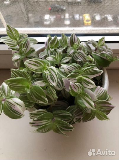 Гибискусы и другие разные цветущие