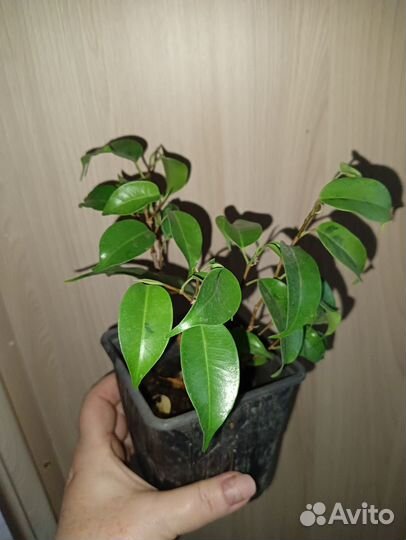 Фикус бенджамина