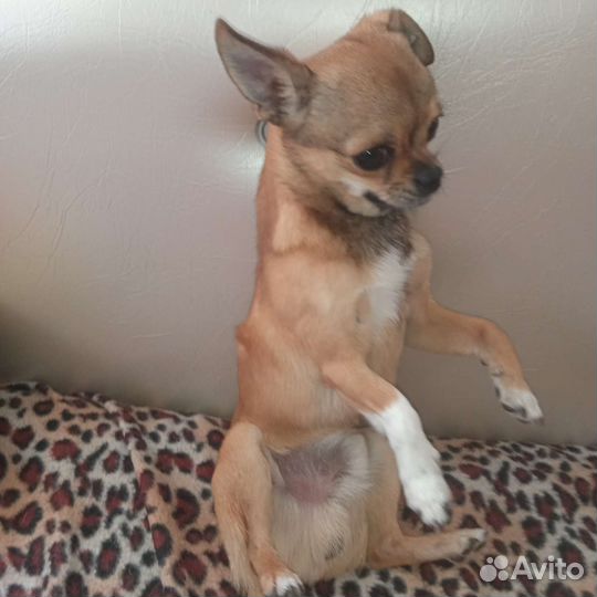 Чихуахуа мини ищет невесту для вязки