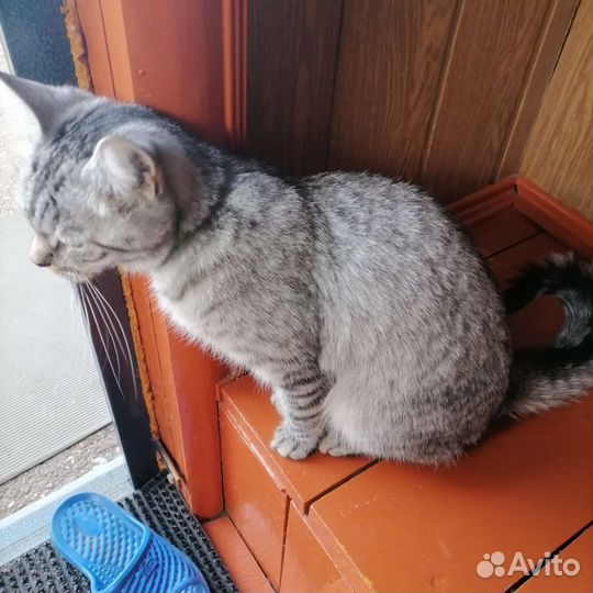 Кошка в дар бесплатно