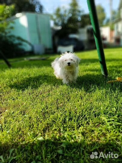 Мальтийская болонка мини