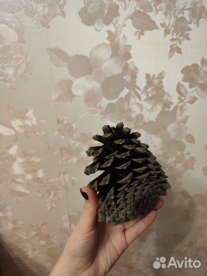 Шишка топовая