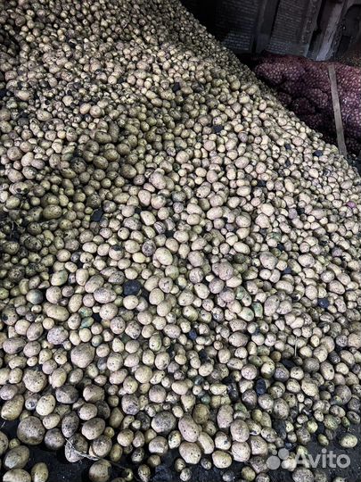 Картофель, Капуста