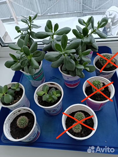 Денежное дерево(толстянка). Кактусы.Дримиопсис