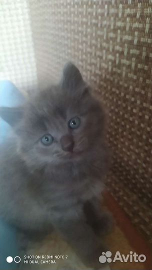 Русская голубая