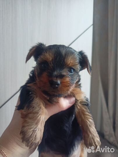 Йоркширский терьер щенки девочки